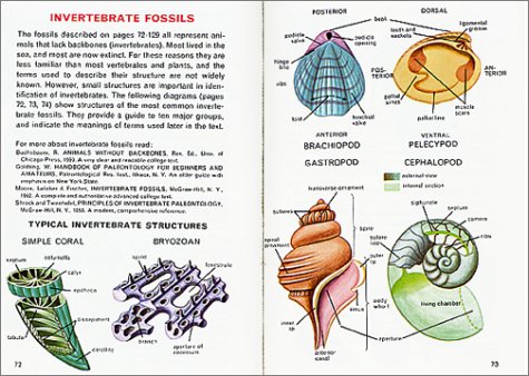 Fossils: A Fully Illustrated, Authoritative and Easy-to-Use Guide (A Golden Guide from St. Martin's Press) - Thumbnail 3