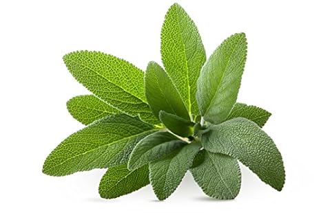 Seedscare Sage Broad Leaf Seeds Pack Of 40 Amazon In Garden Outdoors