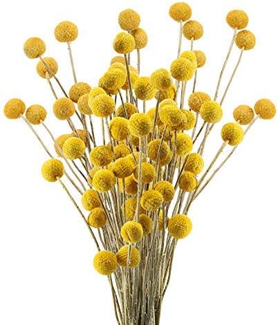 Dried & Preserved Flora - XHXSTORE 30pcs Natural Fall Dried Flowers Yellow Craspedia Billy Balls Dried Flowers Boho Flowers Dried Floral Arrangements for Autumn Home Kitchen Table Wedding Party Office Decor (16.14 Inch)