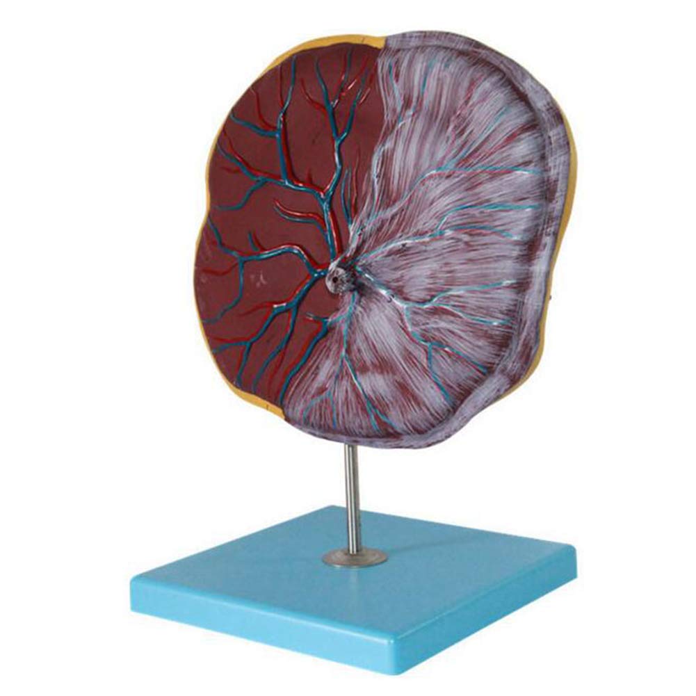 Fetus Funicle Anatomy Model Anatomical Placenta Model Baby Birth Model Medical Teaching Tool Life Size Educational Equipment