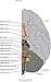 Fundamental Neuroscience