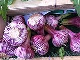 Russian Red, Garlic For planting (3 Large Heirloom Bulbs) Untreated,Organic!