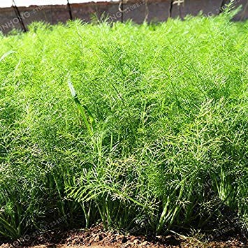 Fash Lady Europe Fragrant Bulb Fennel Seeds Fresh and Green Organic Vegetable Foeniculum Dulce Anise-Flavored Crispy Fennel 100 Seeds/Bag