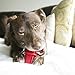 KONG Dental Stick for Dog Dental Care - Stuffable Chew Toy - Provides Chewing Outlet & Satisfies Instinctual Needs - Cleans Teeth & Gums - Made with Durable Natural Rubber - for Large Dogs