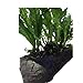 Microsorum Pteropus