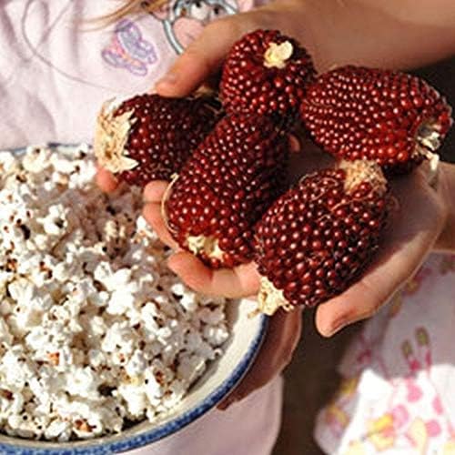 Red Strawberry Popcorn Seeds (25 Seeds 