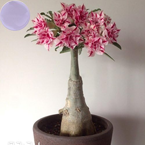 YoYoBoo 2016 New Pink With Red Stripe 'Feng Wu' Double Adenium Desert Rose