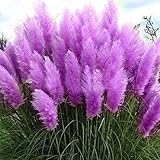 100 Purple Pampas Grass Séẹds Perennial