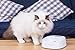 PETKIT SAB1WHA Fresh Smart Digital Pet Bowl