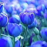 super1798 3Pcs Variety Tulip Bulbs Seeds Flower Home Garden Plant Decoration - 3pcs Pure Blue Tulip Bulbs Seeds