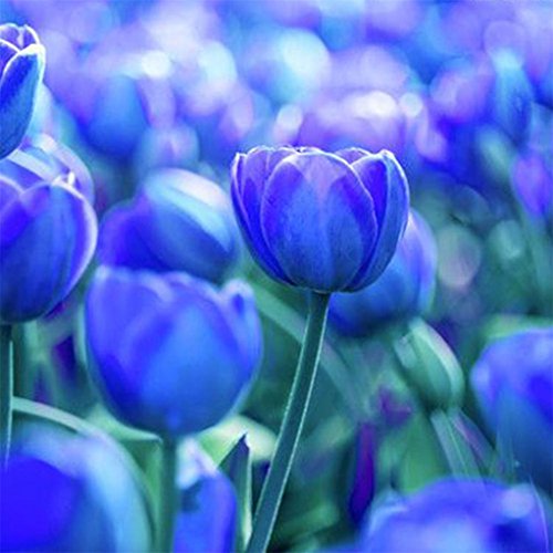 super1798 3Pcs Variety Tulip Bulbs Seeds Flower Home Garden Plant Decoration - 3pcs Pure Blue Tulip Bulbs Seeds