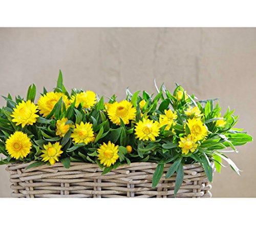 Dehner Rattan Pflanzkasten, ca. 30 x 15 x 15 cm, Rattangeflecht, grau/braun – Bild 5