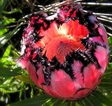 Protea Neriifolia Oleanderleaf Protea Amazing