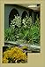 Agaves, Yuccas, and Related Plants: A Gardener's Guide