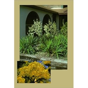 Agaves, Yuccas, and Related Plants: A Gardener's Guide
