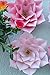 KEIRA PRINCE CRAFTS Paper Flowers, Beautiful Handmade Set of 4 Pink Flowers 20cm/8inch (Pink)