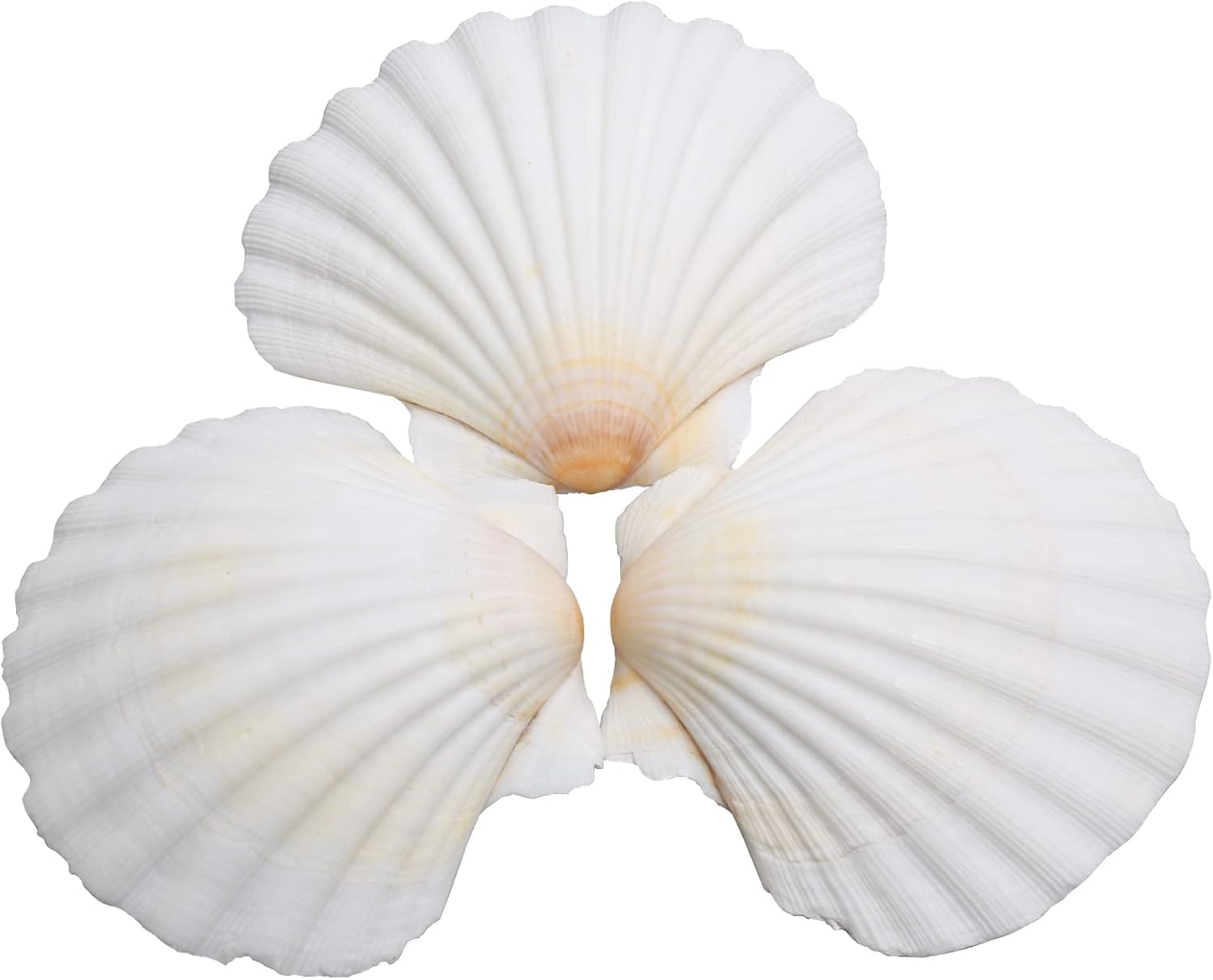 Vase Fillers - LUCKY BABY 25pcs Scallop Shells for Crafts, 2-3 Inches White Large Natural Seashells for DIY Home Decor, Baking Shells for Serving Food