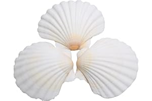 Lucky Baby 25pcs Scallop Shells for Crafts, 2-3 Inches White Large Natural Seashells for DIY Home Decor, Baking Shells for Serving Food