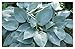 Hosta 'Halcyon' - Quart Pot - Heavy - Healthy - Perennial - Ea 1 by Growers Solution