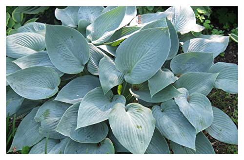 Hosta 'Halcyon' - Quart Pot - Heavy - Healthy - Perennial - Ea 1 by Growers Solution