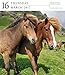 Horse Page-A-Day Gallery Calendar 2017