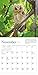 Audubon Little Owls 2019 Calendar