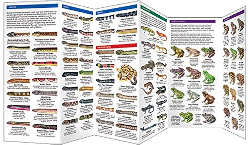 image for POCKET NATURALIST Reptiles & Amphibians: A Folding Pocket Guide to Fam