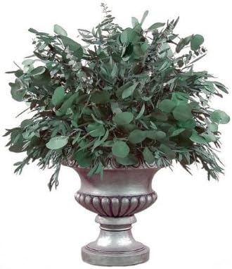 Forever Green Art EUCTTC Preserved Eucalyptus Table Top Willow - Cabernet
