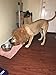Sunreek Large Pet Dog Cat Lion Wigs Mane Hair Festival Party Fancy Dress Clothes Costume