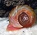 Aquatic Discounts 70+ Feeder/Cleaner Ramshorn Snails, 1/6-1/3 inch - Excellent Tank Cleaners + Great Natural Food for Your Puffers, Loaches, Crayfish, Turtle!!!
