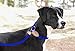 Adjustable Nylon Dog Pet Rope Products Slip Pet Dog Whisperer Cesar Slip Training Leash Lead Collar, 4-Feet (Blue)