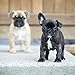 French Bulldog Puppies - 2018 Wall Calendar