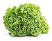 Salad Bowl Lettuce Seeds, 1000+ Premium Heirloom Seeds, Delicious & Crisp, On Sale, (Isla's Garden Seeds), Non Gmo Organic, 85% Germination Rates, Highest Quality Seed, 100% Pure