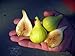 Yellow Long Neck Honey Fig Plant - 4" Pot