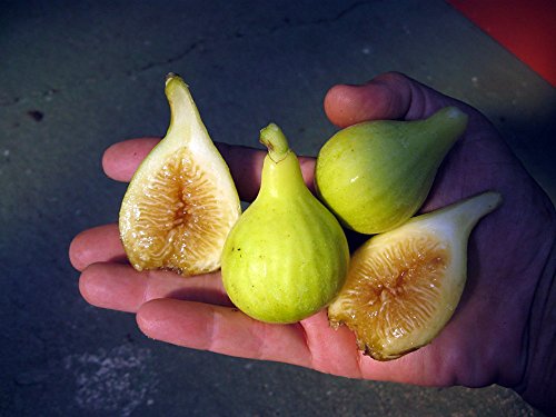 Yellow Long Neck Honey Fig Plant - 4