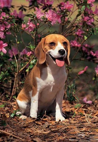 Beagle 300 Piece Jigsaw Puzzle