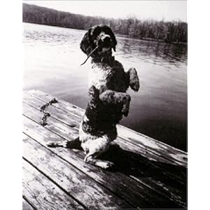 Philosophy Dog: The Art of Living with Man's Best Friend