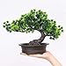Simulated Welcome Pine Tree Artificial Welcoming Pine Bonsai Fake Potted Plant Ornament Potted Artificial Bonsai Tree Simulation Pine Plant Decoration Home Office Desktop Display Garden Decor (5#)