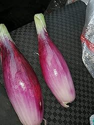 Seeds Red Shallot Onion Heirloom Vegetable for
