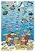 Bahamas Reef Creatures Identification Waterproof Fish Card 4