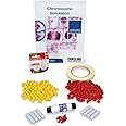 Carolina Biokits™ Chromosome Simulation For Mitosis And Meiosis – Hands-On Learning With Pop Beads And Magnetic Centromeres | Includes Digital Resources | Ideal For High School Biology