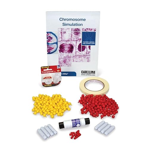 Biokits Carolina Biokits™ Chromosome Simulation For Mitosis And Meiosis – Hands ...