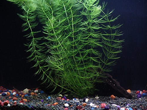 12 Species Live Aquarium Plants Package - Anacharis, Swords, Vallisneria, Anubias and more!