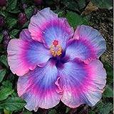 New Arrival 100 Particles / Bag Giant Hibiscus Rare blue&purple bonsai DIY Home Garden Potted or Garden Flower Plants