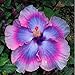 New Arrival 100 Particles / Bag Giant Hibiscus Rare blue&purple bonsai DIY Home Garden Potted or Garden Flower Plants