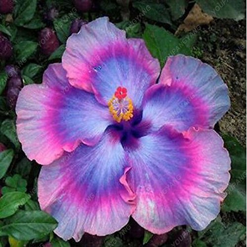 New Arrival 100 Particles / Bag Giant Hibiscus Rare blue&purple bonsai DIY Home Garden Potted or Garden Flower Plants