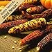 Seed Needs 500 Seeds, Ornamental Corn Carousel Mixture (Zea mays) Seeds primary
