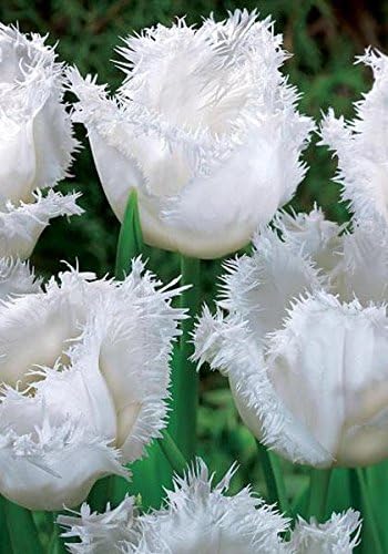 Viridis Hortus - 10 x Honeymoon - Fringed (Crispa) - Tulip Bulbs - Available in Packs of 10, 20, 30 & 40 (We ONLY Ship This Item with-in UK)