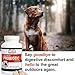 Best Value Probiotic for Dogs, 90 chewable tablets, 7 Beneficial Strains, 4 Billion CFUs per tablet, Acidophilus probiotics for Digestion and Immune Support