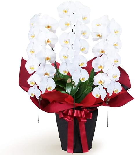 Amazon 花鉢 胡蝶蘭 洋蘭 胡蝶蘭 3本立 開花輪白33以上 赤系ラッピング Hd00 花キューピット お祝い 記念日 結婚 出産 送別 開店 開業 オープン 造花 オンライン通販